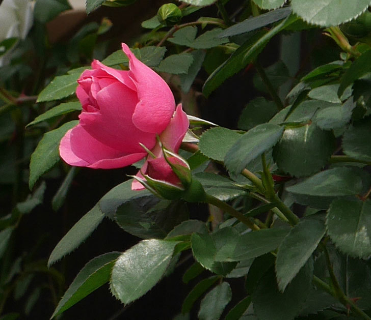 レオナルド・ダ・ヴィンチ(ツルバラ)の花が少し咲いた。2019年-8.jpg