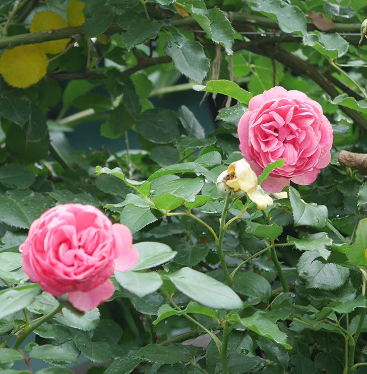 レオナルド・ダ・ヴィンチ(半ツルバラ)の2番花がたくさん咲いた。2019年-15.jpg
