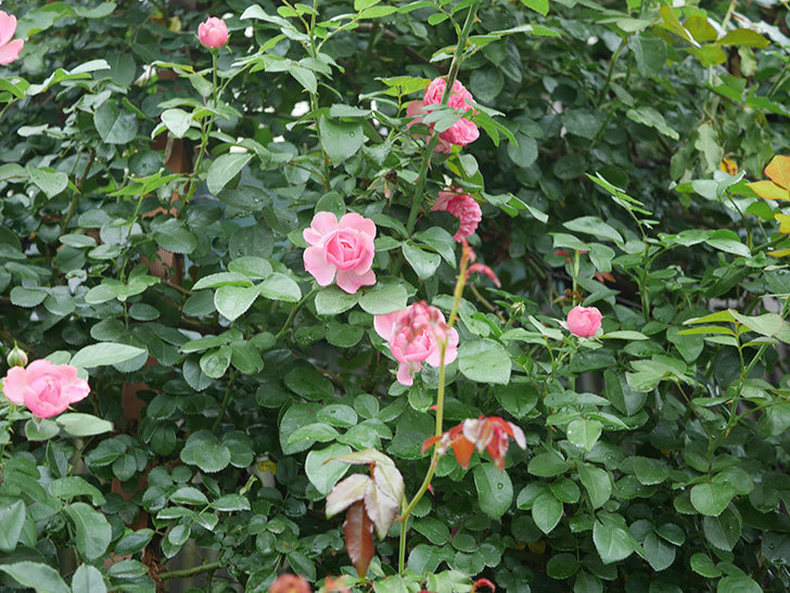 レオナルド・ダ・ヴィンチ(半ツルバラ)の2番花がたくさん咲いた。2019年-5.jpg