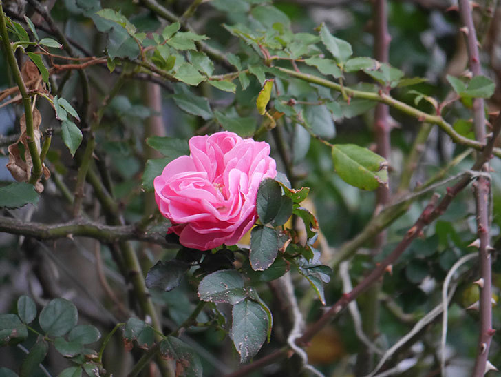 レオナルド・ダ・ヴィンチ(半ツルバラ)の花がまだ咲いている。2019年-3.jpg