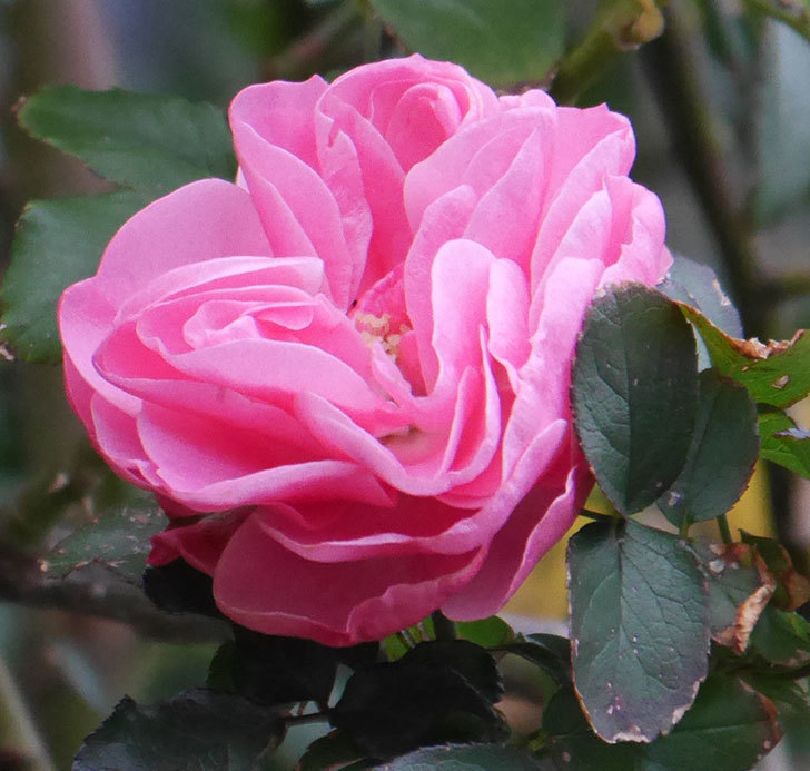 レオナルド・ダ・ヴィンチ(半ツルバラ)の花がまだ咲いている。2019年-4.jpg
