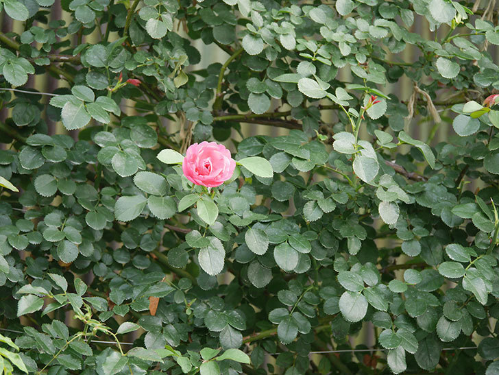 レオナルド・ダ・ヴィンチ(Leonard da Vinci)の2番花が咲いた。半ツルバラ。2020年-002.jpg