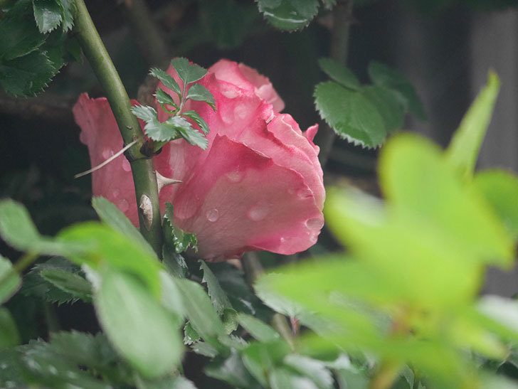 レオナルド・ダ・ヴィンチ(Leonard da Vinci)の花が少し咲いた。半ツルバラ。2021年-008.jpg