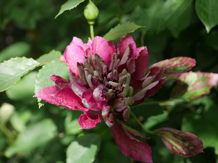 レッドスター（早咲き大輪系-パテンス系　新・旧両枝咲き）の2個目の花が咲いた。2020年-1.jpg