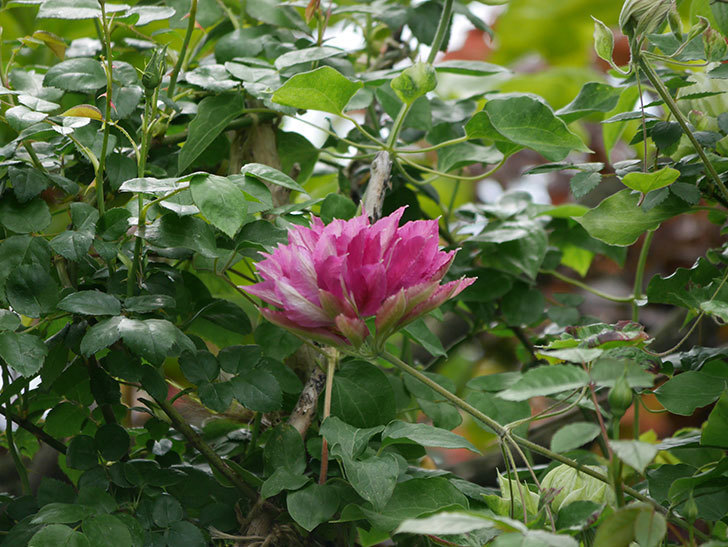 レッドスター（早咲き大輪系-パテンス系　新・旧両枝咲き）の2個目の花が咲いた。2020年-11.jpg