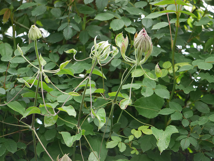 レッドスター（早咲き大輪系-パテンス系　新・旧両枝咲き）の2個目の花が咲いた。2020年-12.jpg