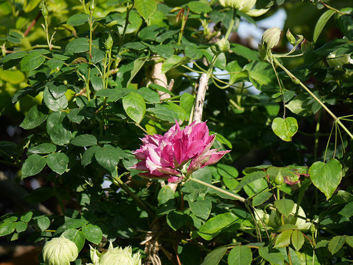レッドスター（早咲き大輪系-パテンス系　新・旧両枝咲き）の2個目の花が咲いた。2020年-18.jpg