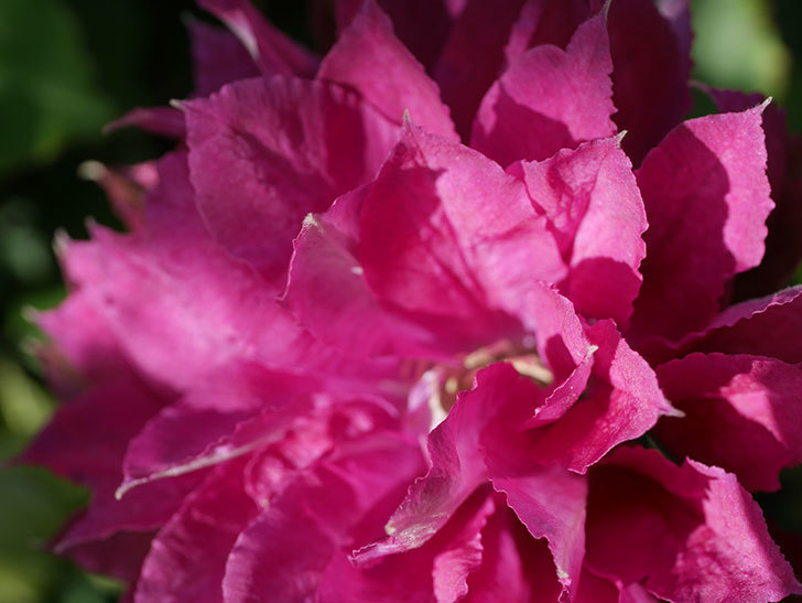レッドスター（早咲き大輪系-パテンス系　新・旧両枝咲き）の2個目の花が咲いた。2020年-9.jpg