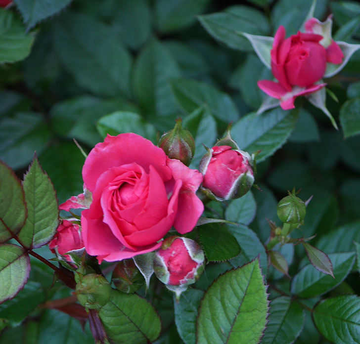 レッドミニモ(ミニバラ)の花が増えてきた。2020年-2.jpg