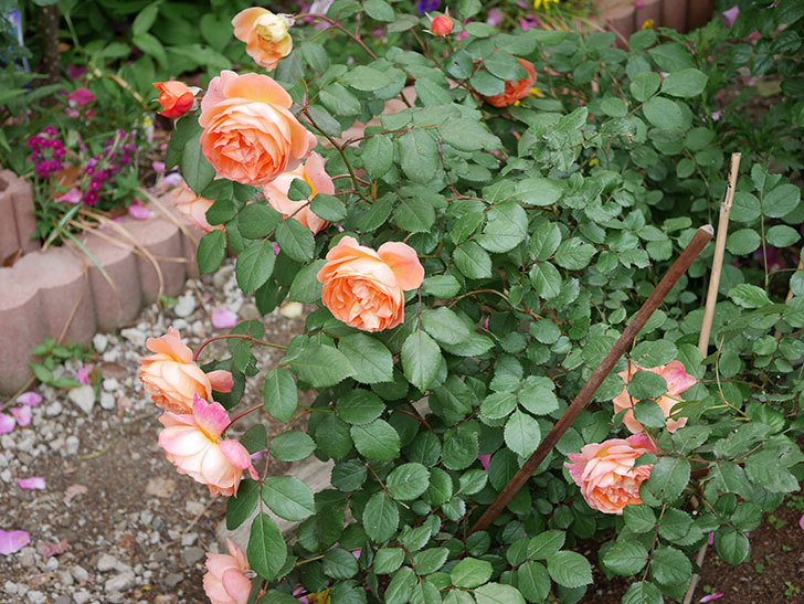 レディ・エマ・ハミルトン(木立バラ)がたくさん咲いた。2018年-4.jpg