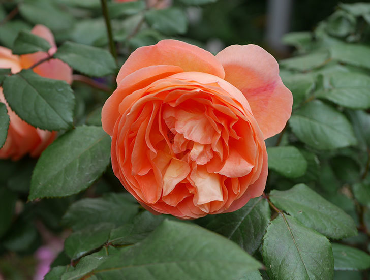 レディ・エマ・ハミルトン(木立バラ)がたくさん咲いた。2018年-5.jpg