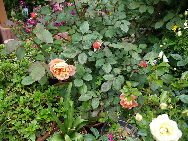 レディ・エマ・ハミルトン(木立バラ)が咲いた。2017年-6.jpg