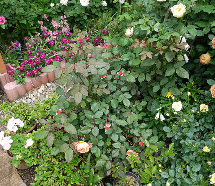 レディ・エマ・ハミルトン(木立バラ)が咲いた。2017年-7.jpg
