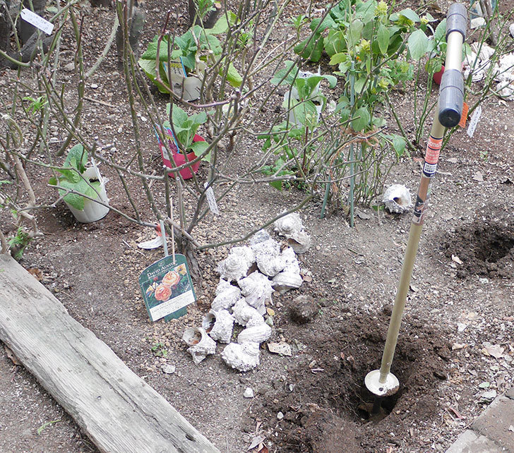 レディ・エマ・ハミルトン(木立バラ)に寒肥を施した。2019年-1.jpg