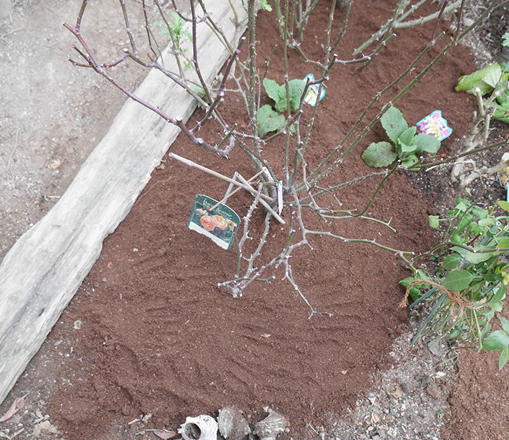 レディ・エマ・ハミルトン(木立バラ)に寒肥を施した。2019年-11.jpg