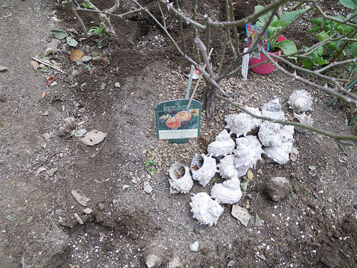 レディ・エマ・ハミルトン(木立バラ)に寒肥を施した。2019年-5.jpg