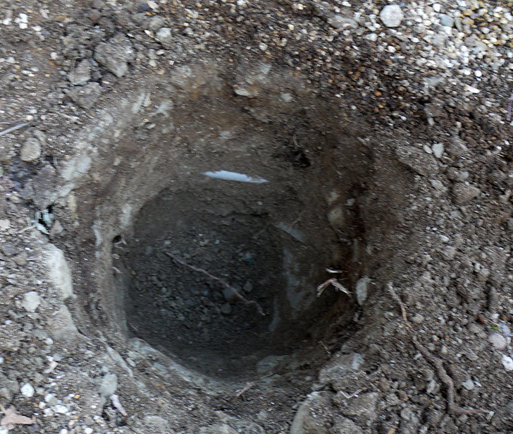 レディ・エマ・ハミルトン(木立バラ)に穴を掘って寒肥をやった。2017年-2.jpg