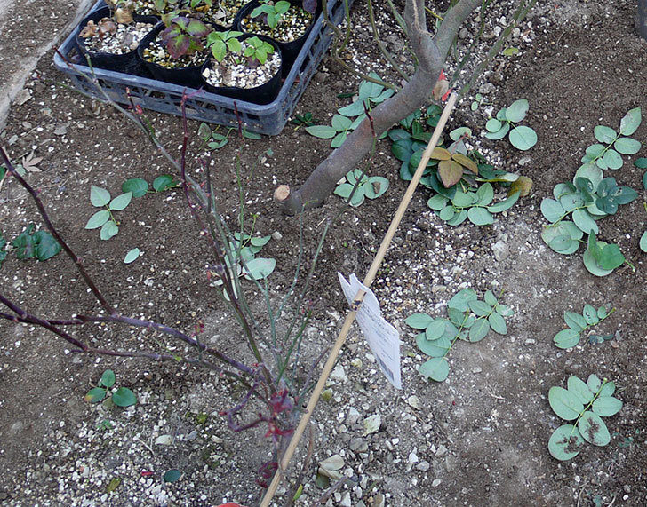 レディ・エマ・ハミルトン(木立バラ)に穴を掘って寒肥をやった。2017年-3.jpg