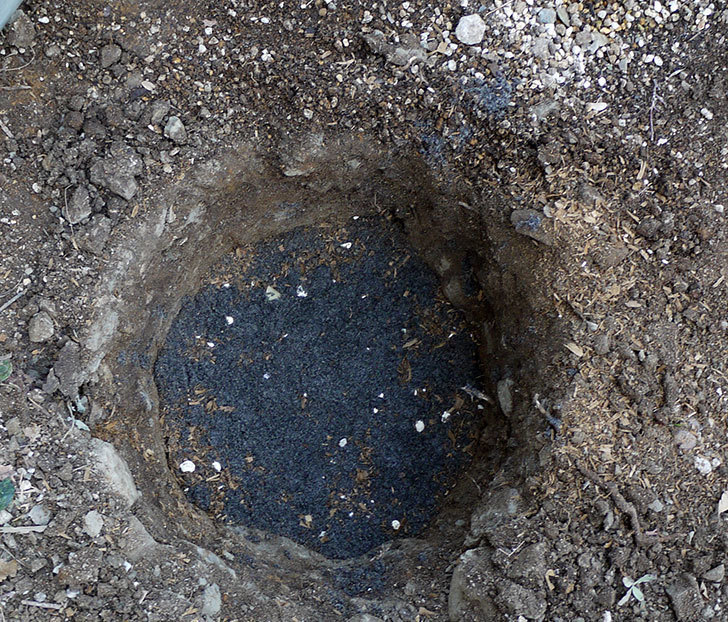 レディ・エマ・ハミルトン(木立バラ)に穴を掘って寒肥をやった。2017年-5.jpg