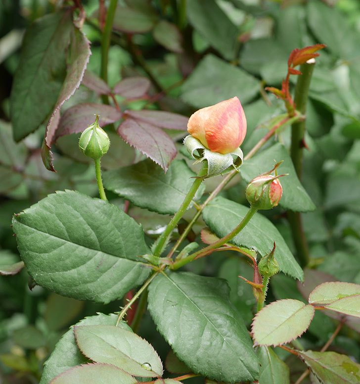 レディ・エマ・ハミルトン(木立バラ)の2番花が咲いた。2019年-3.jpg