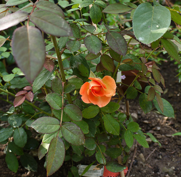 レディ・エマ・ハミルトン(木立バラ)の3番花が咲いた。2016年-3.jpg