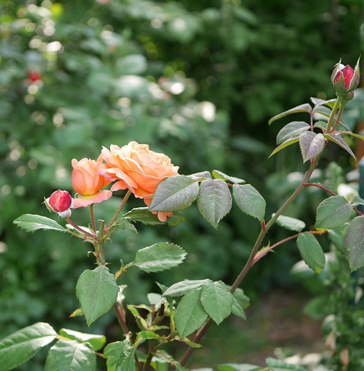 レディ・エマ・ハミルトン(木立バラ)の残っていた花が咲いた。2019年-2.jpg