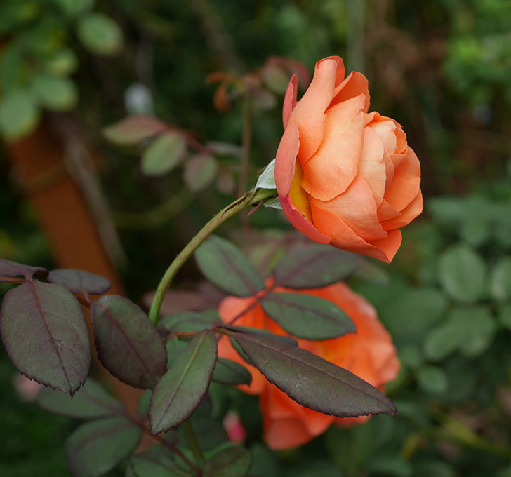 レディ・エマ・ハミルトン(木立バラ)の秋花が咲いた。2019年-6.jpg