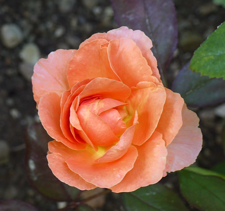 レディ・エマ・ハミルトン(木立バラ)の花が2個咲いた。2016年-2.jpg