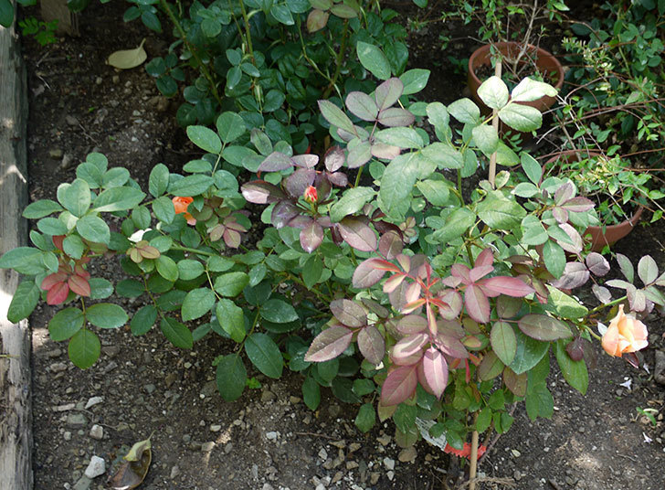 レディ・エマ・ハミルトン(木立バラ)の花が2個咲いた。2016年-3.jpg