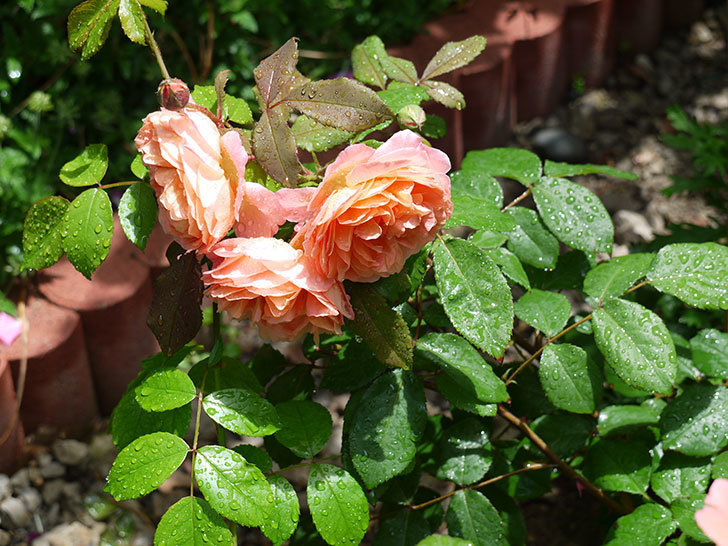 レディ・エマ・ハミルトン(木立バラ)の花がたくさん咲いた。2017年-10.jpg