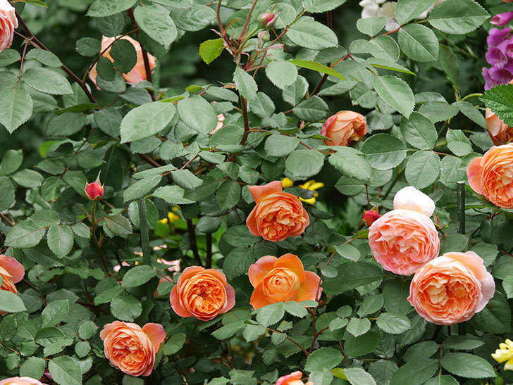 レディ・エマ・ハミルトン(木立バラ)の花がたくさん咲いた。2019年-7.jpg