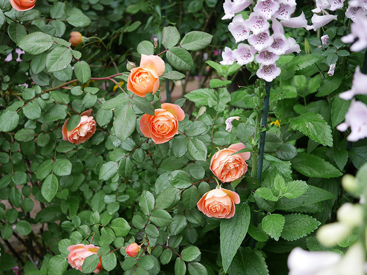 レディ・エマ・ハミルトン(木立バラ)の花がたくさん咲いた。2020年-007.jpg
