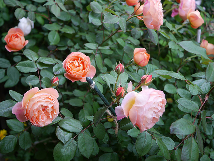 レディ・エマ・ハミルトン(木立バラ)の花がたくさん咲いた。2020年-009.jpg