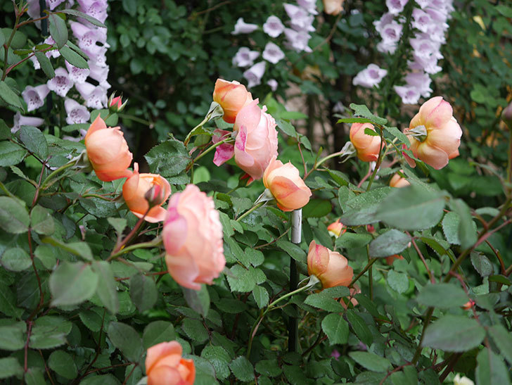 レディ・エマ・ハミルトン(木立バラ)の花がたくさん咲いた。2020年-014.jpg