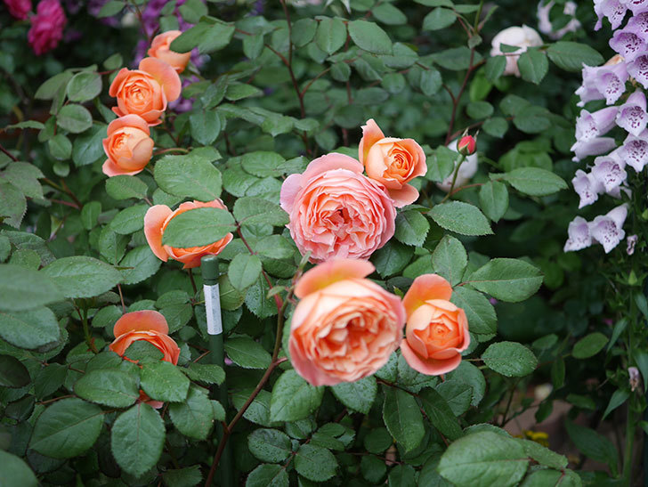 レディ・エマ・ハミルトン(木立バラ)の花がたくさん咲いた。2020年-017.jpg