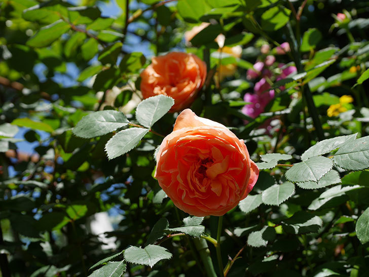レディ・エマ・ハミルトン(木立バラ)の花がまた咲いた。2019年-11.jpg