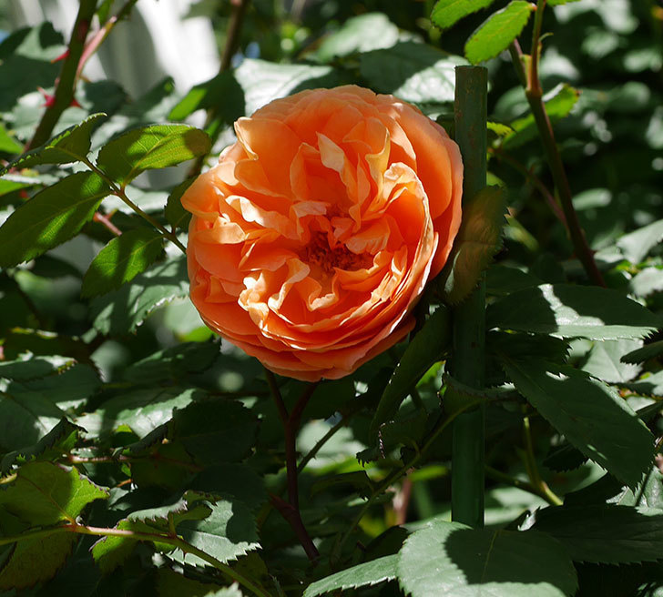 レディ・エマ・ハミルトン(木立バラ)の花がまた咲いた。2019年-12.jpg