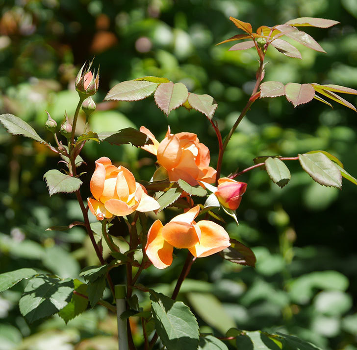 レディ・エマ・ハミルトン(木立バラ)の花がまた咲いた。2019年-15.jpg