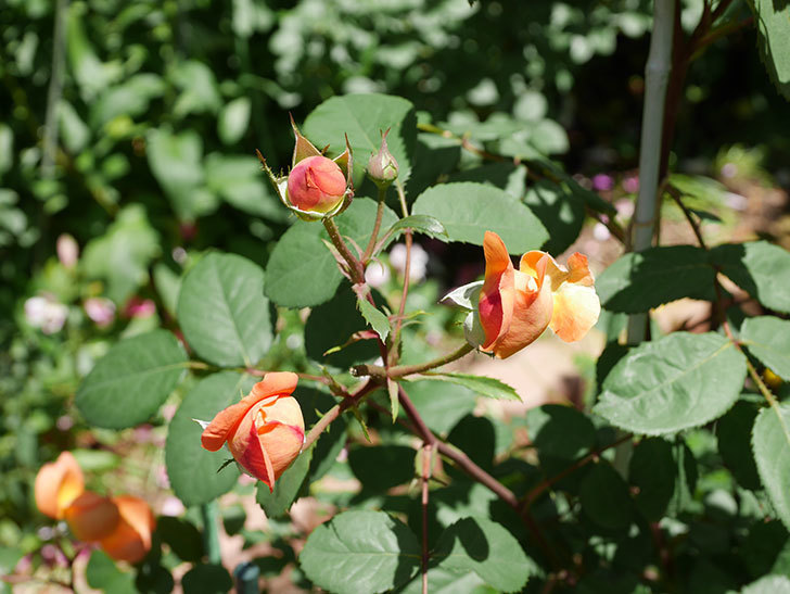レディ・エマ・ハミルトン(木立バラ)の花がまた咲いた。2019年-8.jpg