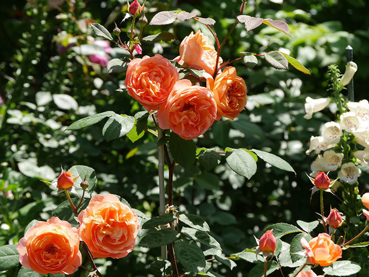 レディ・エマ・ハミルトン(木立バラ)の花がまた増えて来た。2019年-1.jpg