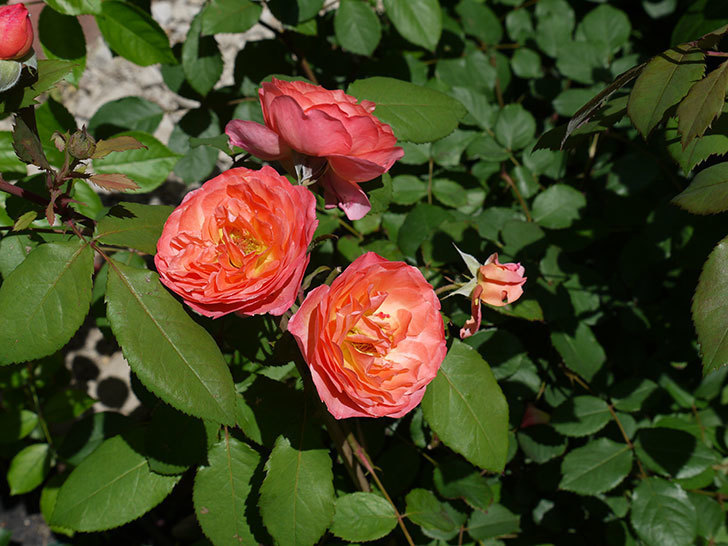 レディ・エマ・ハミルトン(木立バラ)の花が今日もたくさん咲いた。2017年-4.jpg