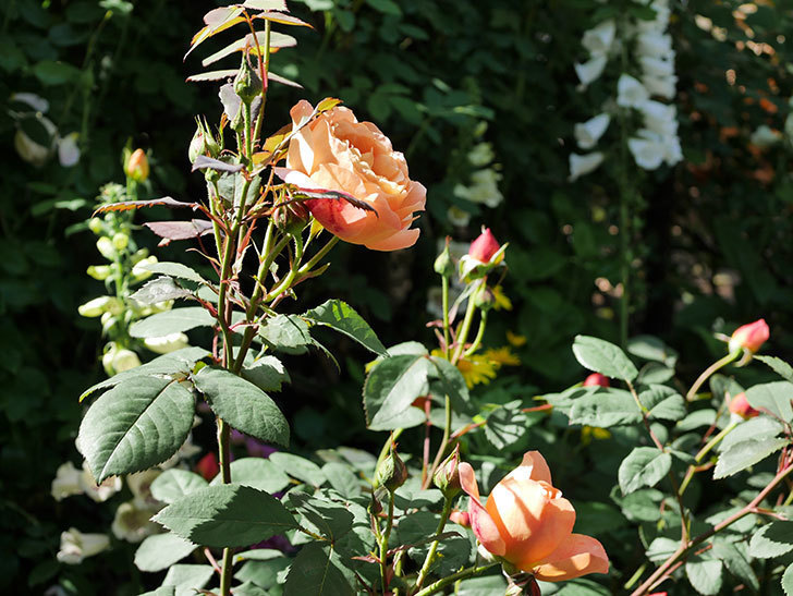 レディ・エマ・ハミルトン(木立バラ)の花が咲いた。2019年-11.jpg