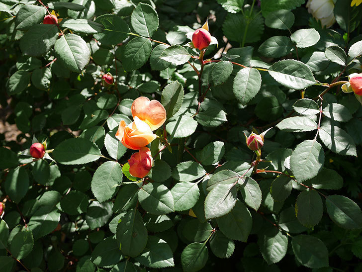レディ・エマ・ハミルトン(木立バラ)の花が咲いた。2019年-5.jpg