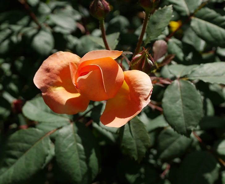 レディ・エマ・ハミルトン(木立バラ)の花が咲いた。2019年-6.jpg