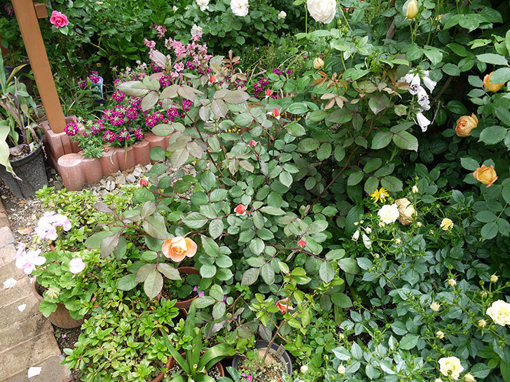 レディ・エマ・ハミルトン(木立バラ)の花が咲きだした。2017年-6.jpg