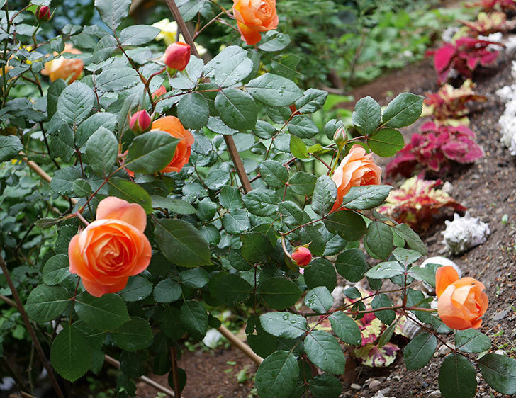 レディ・エマ・ハミルトン(木立バラ)の花が増えてきた。2018年-1.jpg