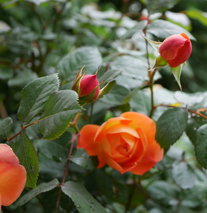 レディ・エマ・ハミルトン(木立バラ)の花が増えてきた。2018年-4.jpg
