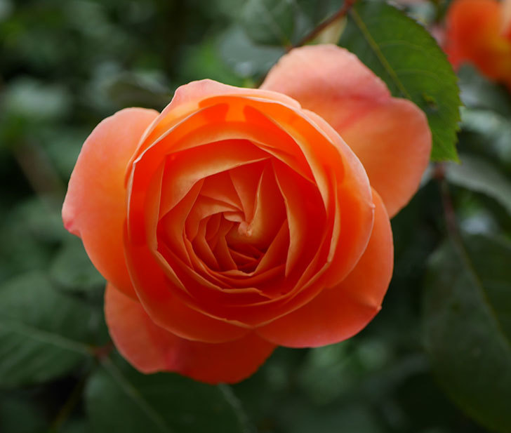レディ・エマ・ハミルトン(木立バラ)の花が増えてきた。2018年-6.jpg