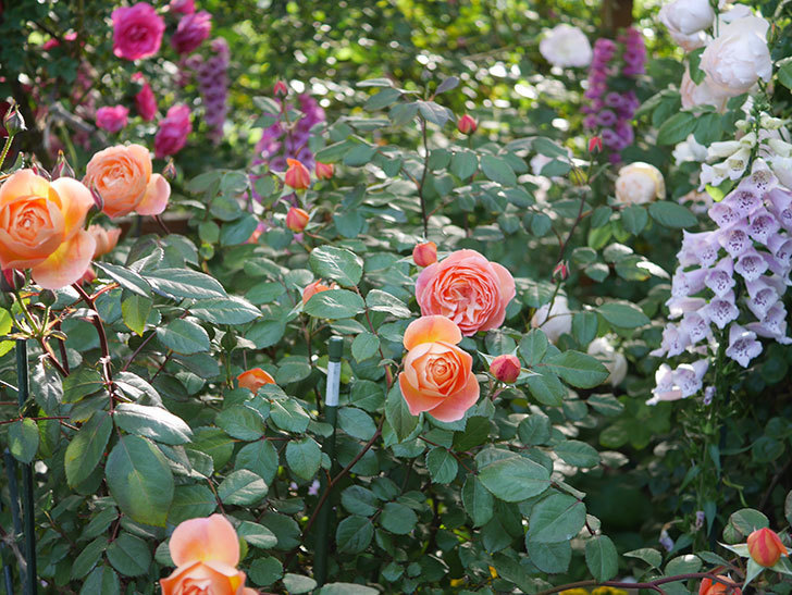 レディ・エマ・ハミルトン(木立バラ)の花が増えてきた。2020年-10.jpg
