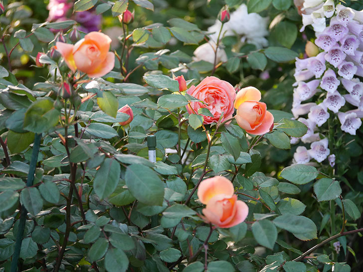レディ・エマ・ハミルトン(木立バラ)の花が増えてきた。2020年-11.jpg